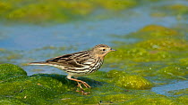 Red-throated pipit (Anthus cervinus) on algae at waters edge, Uto, Lounais-Finland / South-Western Finland, Finland, May.