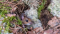 Yellow-necked mouse (Apodemus flavicollis) peering out of undergrowth, Joutsa, Keski-Finland, March. / Central Finland, Finland, March.