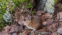 Yellow-necked mouse (Apodemus flavicollis) Joutsa, Keski-Finland, March. / Central Finland, Finland, March.