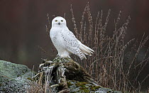Snowy owl (Bubo scandiacus) Alajarvi, Etela-Pohjanmaa / Southern Ostrobothnia, Finland