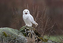 Snowy owl (Bubo scandiacus) calling, Alajarvi, Etela-Pohjanmaa / Southern Ostrobothnia, Finland