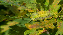 Pale tussock moth (Calliteara pudibunda) caterpillar,  Lemland, Ahvenanmaa / Aland Islands, Finland, September.