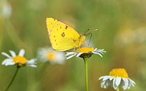 Clouded pale yellow butterfly (Colias hyale) feeding, Laitila, Lounais-Finland / South-Western Finland, Finland, July.