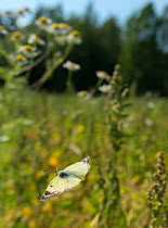Clouded pale yellow butterfly (Colias hyale) in flight, Laitila, Lounais-Finland / South-Western Finland, Finland, July.