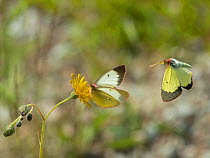Moorland clouded yellow butterfly (Colias palaeno) one feeding on flower and one in flight, Lieksa, Pohjois-Karjala / North Karelia, Finland, June.
