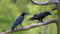 Ravens (Corvus corax) perched on branch, Lieksa, Pohjois-Karjala / North Karelia, Finland, June.