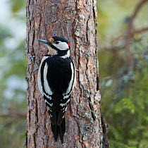 Greater spotted woodpecker (Dendrocopos major) Joutsa, Keski-Finland, March. / Central Finland, Finland, March.