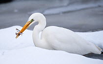 Great egret (Egretta alba) with fish prey by snow, Tampere, Pirkanmaa, Finland, January.