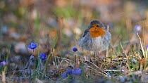 Robin (Erithacus rubecula) on ground with flowers, Lemland, Ahvenanmaa / Aland Islands, Finland, April.