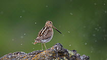Common snipe (Gallinago gallinago) surrounded by flies, Myvatn, Iceland, June