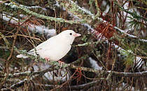 Eurasian jay (Garrulus glandarius) albino form, Joutsa, Keski-Finland / Central Finland, Finland, December.