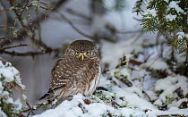 Eurasian pygmy owl (Glaucidium passerinum) on snowy branch, Multia, Keski-Finland, January. / Central Finland, Finland, January.