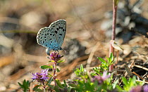 Blue butterfly (Glaucopsyche) laying eggs, Liperi, Finland, July.