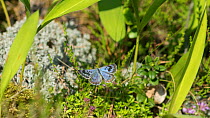 Blue butterfly (Glaucopsyche) in flight, Liperi, Finland, July.