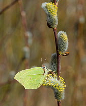 Brimstone butterfly (Gonepteryx rhamni) on pussy willow, Jyvaskyla, Keski-Finland, April. / Central Finland, Finland, April.