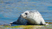 Grey seal (Halichoerus grypus) hauled out, Uto, Lounais-Finland / South-Western Finland, Finland, May.