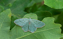 Common emerald moth (Hemithea aestivaria) Lemland, Ahvenanmaa / Aland Islands, Finland, July.