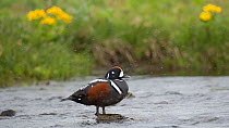 Harlequin duck (Histrionicus histrionicus) at water's edge, Myvatn Lake, Iceland, June