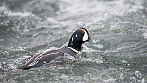 Harlequin duck (Histrionicus histrionicus) swimming, Myvatn Lake, Iceland, June