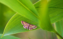 Purple-bordered gold moth (Idaea muricata) Lemland, Ahvenanmaa / Aland Islands, Finland, July.