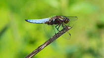 Broad-bodied chaser dragonfly (Libellula depressa) resting on stick, Luhanka, Keski-Finland / Central Finland, Finland, July.