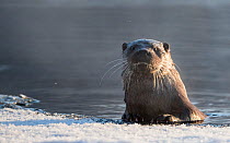 Otter (Lutra lutra) by snowy shore, Muurame, Keski-Finland, January. / Central Finland, Finland, January.