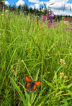 Purple-edged copper butterfly (Lycaena hippothoe) in grassland, Etela-Karjala / South Karelia, Finland, June.