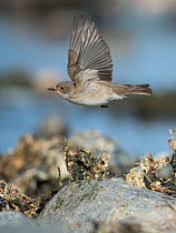 Spotted flycatcher (Muscicapa striata) flying low over the ground, Uto, Lounais-Finland / South-Western Finland, Finland, May.