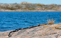 Grass snake (Natrix natrix) on rock, Uto, Lounais-Finland / South-Western Finland, Finland, May.