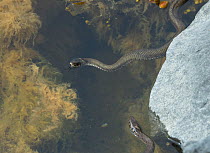 Grass snake (Natrix natrix) swimming, Uto, Lounais-Finland / South-Western Finland, Finland, May.