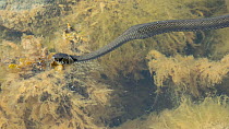 Grass snake (Natrix natrix) swimming, Uto, Lounais-Finland / South-Western Finland, Finland, May.