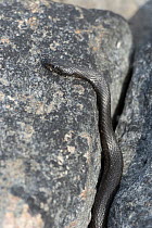 Grass snake (Natrix natrix) on rock, Uto, Lounais-Finland / South-Western Finland, Finland, May.