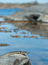 Grass snake (Natrix natrix) coming out of water, Uto, Lounais-Finland / South-Western Finland, Finland, May.