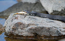 Grass snake (Natrix natrix) feeding on fish, Uto, Lounais-Finland / South-Western Finland, Finland, May.