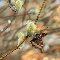Scarce tortoiseshell butterfly (Nymphalis xanthomelas) on pussy willow, Luhanka, Keski-Finland, April. / Central Finland, Finland, April.
