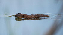 Muskrat (Ondatra zibethicus) swimming, Espoo, Uusimaa, Finland, May. Introduced species.