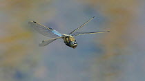 Black-tailed skimmer dragonfly (Orthetrum cancellatum) in flight, Lemland, Ahvenanmaa / Aland Islands, Finland, July.