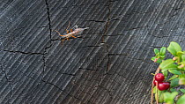 Parasitoid wasp (Ichneumonidae) with very long ovipositor, Virrat, Pirkanmaa, Finland, September.