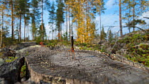 Parasitoid wasp (Ichneumonidae) laying eggs,  Virrat, Pirkanmaa, Finland, September.
