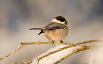Willow tit (Parus montanus) in winter, Multia, Keski-Finland, January. / Central Finland, Finland, January.