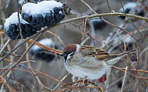 Eurasian tree sparrow (Passer montanus) in winter, Muurame, Keski-Finland, January. / Central Finland, Finland, January.