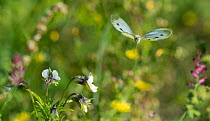 Green-veined white butterfly (Pieris napi) in flight, Jyvaskyla, Keski-Finland / Central Finland, Finland, September.