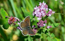Northern brown argus butterfly (Plebeius artaxerxes) Lemland, Ahvenanmaa / Aland Islands, Finland, July.