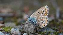 Common blue butterfly (Polyommatus icarus) on ground, Jyvaskyla, Keski-Finland / Central Finland, Finland, September.