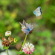 Common blue butterfly (Polyommatus icarus) two mating with another flying above, Jyvaskyla, Keski-Finland / Central Finland, Finland, September.