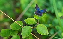 Cranberry blue butterfly (Plebejus optilete)  Kitee, Pohjois-Karjala / North Karelia, Finland, July.