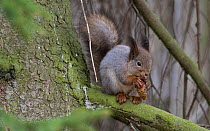 Red squirrel (Sciurus vulgaris) feeding, Jyvaskyla, Keski-Finland, April. / Central Finland, Finland, April.