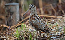Eurasian woodcock (Scolopax rusticola) Jyvaskyla, Keski-Finland / Central Finland, Finland, May.