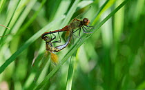 Yellow-winged darter dragonfly (Sympetrum flaveolum) pair mating, Turku, Lounais-Finland / South-Western Finland, Finland, July.