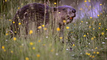 Eurasian beaver (Castor fiber) feeding on grass amongst Meadow buttercups (Ranunculus acris) near a pond in a large enclosure, Devon, England, UK, June. Captive.
